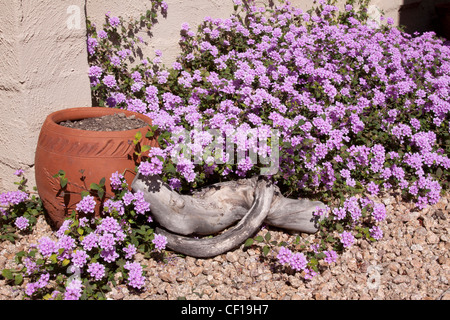 Stillleben mit einem vollen lila Lantana Busch mit einem roten Keramiktopf und Holzbranche Stockfoto