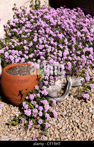 Stillleben mit einem vollen Lila Lavendel Lantana Busch mit Keramiktopf und hölzernen Zweig, Hochformat, Lantana camara Stockfoto