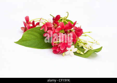 Nahaufnahme von Rangoon Creeper (Quisqualis Indica) auf weißem Hintergrund Stockfoto