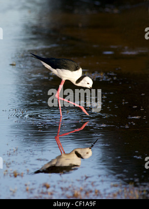 Die Stelzenläufer, gemeinsame Stelzenläufer oder Pied Stelzenläufer (Himantopus Himantopus), ist eine weit verbreitete, sehr langbeinige Watvogel. Stockfoto