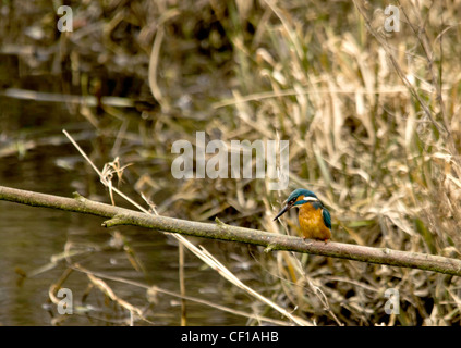 Eisvogel Stockfoto