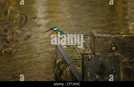 Eisvogel Stockfoto