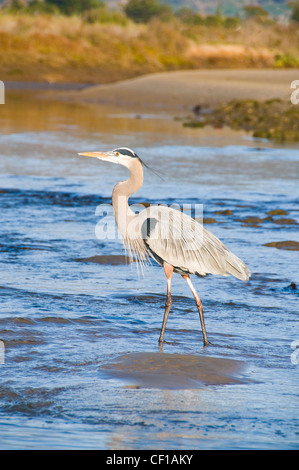 große blaue Graureiher Stockfoto