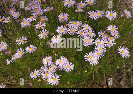 Blumen-Australian native lila Gänseblümchen Stockfoto