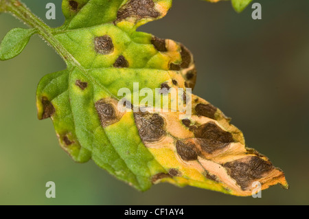 Ziel Ort Krankheitssymptome auf Tomaten-Blatt Stockfoto