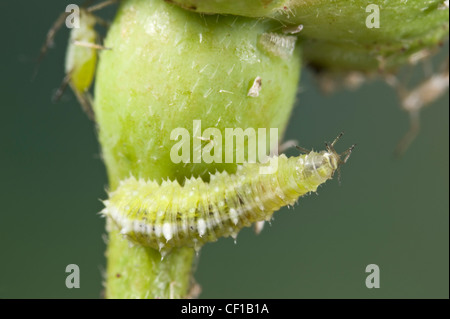 Schweben Sie fliegen Larve Angriff auf Blattläuse auf rose Knospe Stockfoto