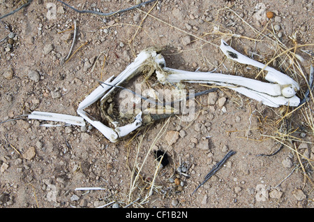 gebrochenen Bein Knochen Schafeund Hufe auf dem Boden in der Wüste Stockfoto