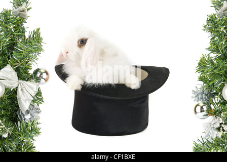 Weißes Kaninchen am schwarzen Hut - Symbol der Jahreswechsel 2011 isoliert auf weißem Hintergrund Stockfoto