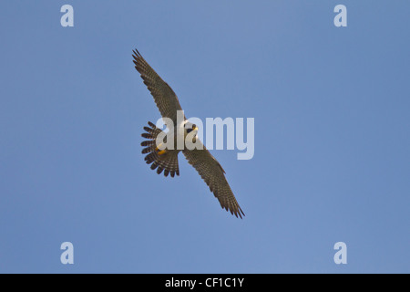 Wanderfalke, Falco peregrinus, Wanderfalke Stockfoto