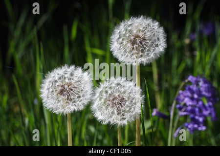 Eine Nahaufnahme der Glockenblumen und Löwenzahn im Frühling bei Westonbirt, The National Arboretum in Seide Holz wachsen. Stockfoto