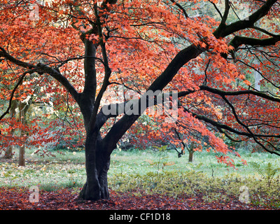 Herbstfärbung im Westonbirt, The National Arboretum ausgestellt. Stockfoto