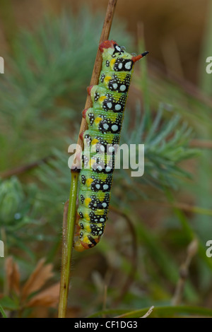 Wolfsmilchschwaermer Raupe, Hyles euphorbiae, spurge Falkschmottenkokon Stockfoto