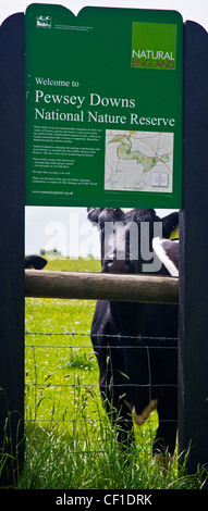 Eine Kuh auf der Suche durch eine Pewsey Downs National Nature Reserve Informationstafel. Stockfoto