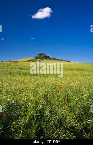 Woodborough Hügel in der Mitte Pewsey Vale auf den Norden Wessex Downs. Stockfoto