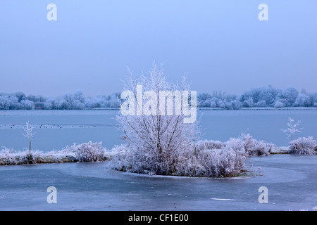Starkem Frost an den Bäumen, einem zugefrorenen See in die Cotswold Water Park. Stockfoto