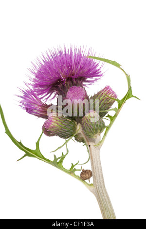 lila Blume stachelige Distel auf weißem Hintergrund Stockfoto