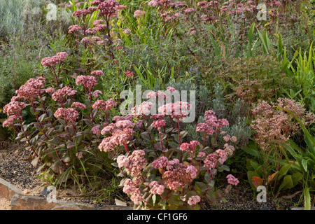 Sedum Spectabile 'Matrona' oder Hylotelephium Spectabile 'Matrona' (Frankreich, Chaumont-Sur-Loire, Festival International des Jardins) Stockfoto