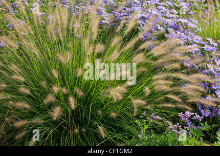 Lampenputzergras und Aster im Herbst. Stockfoto