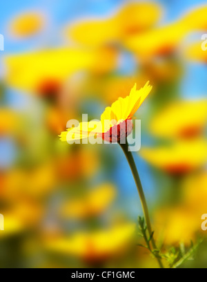 Frühling-Bereich der gelbe frische Gänseblümchen über blauer Himmel, flachen dof Stockfoto