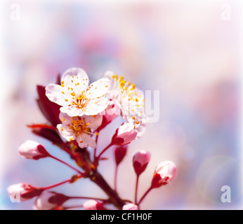 Blühender Baum im Frühling, frischen rosa Blumen auf dem Zweig der Obstbaum Pflanzen blühen abstrakten Hintergrund, Saisonalität Stockfoto