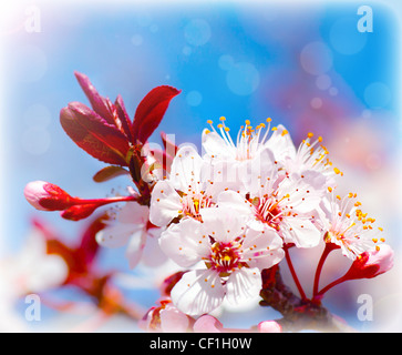 Blühender Baum im Frühling, frische weiße Blumen auf dem Zweig der Obstbaum Pflanzen blühen abstrakten Hintergrund, Saisonalität Stockfoto