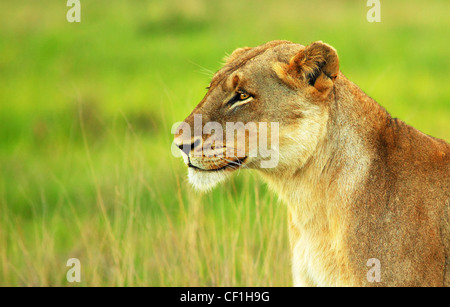 Schöne wilde afrikanische Löwin Porträt, Pirschfahrt Wildtiersafaris, Tiere im natürlichen Lebensraum, Öko-Reisen und Tourismus Stockfoto