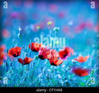 Mohnblume-Feld in der Nacht mit einem verträumten Blaustich und selektiver Weichzeichner, natürlichen Hintergrund der wilde Sommer-Natur Stockfoto