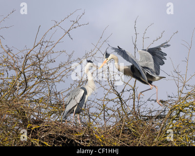 Ein paar Graureiher (Ardea Cinerea) interagieren auf ihrem nest Stockfoto