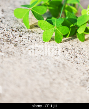 Frischen Klee Blätter über Stein, grüne Frühling Blumen Grenze, lucky Shamrock, St. Patrick es Tag Urlaub Symbol, abstrakt Stockfoto