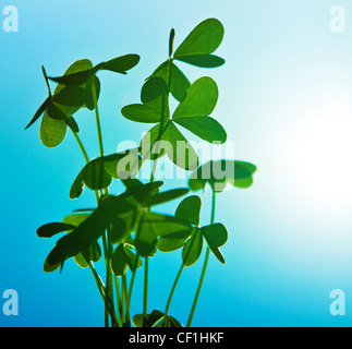 Klee am blauen Himmel, grüne frische Shamrock Pflanze, natürlichen Hintergrund, abstrakte florale Bild Frühling Natur Stockfoto