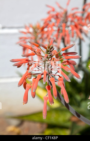 Korallen Aloe Striata in Kapstadt - Südafrika Stockfoto