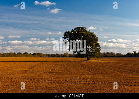 Einzigen Baum in einem vor kurzem gepflügten Feld. Stockfoto