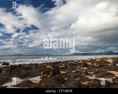 Seetang bedeckt Felsen am Strand von Llandanwg. Stockfoto