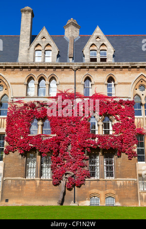 Efeu wächst an den Wänden der größte College der Universität Oxford, Christ Church im Herbst. Stockfoto