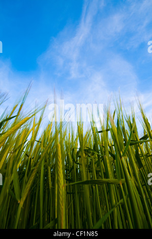 Ernte von Gerste wächst. Diese Pflanze ist mehrere Monate vor der Ernte und ist noch unreif und Grün in der Farbe. Stockfoto