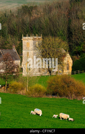 Eine Ansicht von All Saints Church in Nether Cerne, Dorset, mit Schafe und Lämmer im Vordergrund UK März 2011 Stockfoto