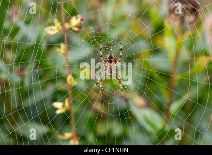 Nahaufnahme einer Spinne und Web an einem nebligen Herbstmorgen. Stockfoto
