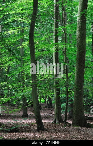 Pullingshill Holz, Oxfordshire, Vereinigtes Königreich, August 2011 Stockfoto