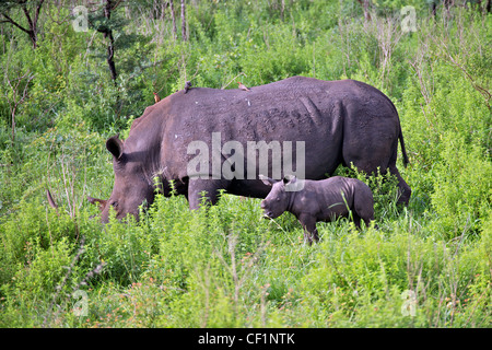 White Rhino Mutter und Kalb Stockfoto