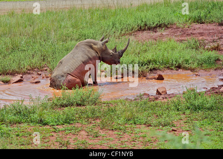 Breitmaulnashorn sitzen im Schlamm-Pool Stockfoto