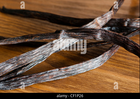 Vanilleschoten von Vanilla planifolia Stockfoto