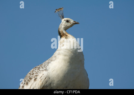 Weißer Pfau Stockfoto