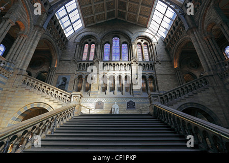 Eine Marmorstatue von Charles Darwin am oberen Rand der Treppe in der zentralen Halle des Natural History Museum. Stockfoto