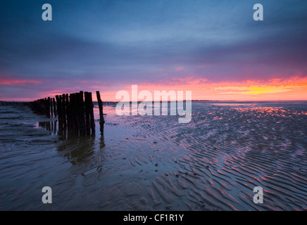 Wellige Wattenmeer bei Ebbe am East Mersea in der Themse-Mündung bei Sonnenaufgang freigelegt. Stockfoto