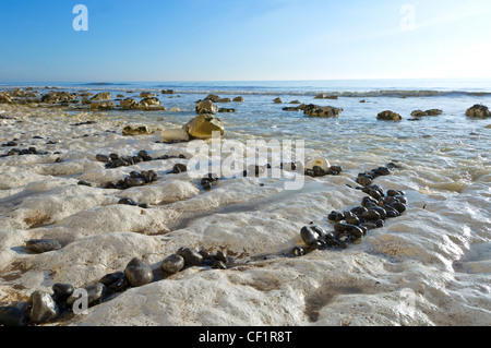 Birling Gap, East Sussex, UK Stockfoto