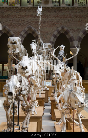 März der Skelette auf dem Display im Oxford University Museum of Natural History. Stockfoto