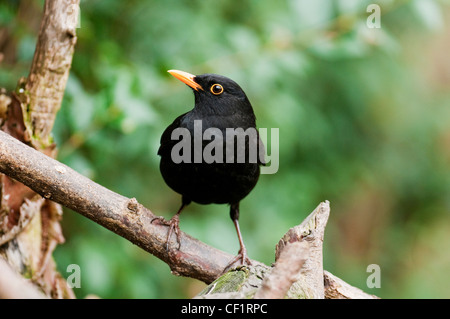 Amsel "Turdus Marula" Songbird Garten Vogel schwarz "Gelb-Schnabel" Glossy flötet Warbling Lied männliche Berry Frucht Insekt Wurm. Stockfoto