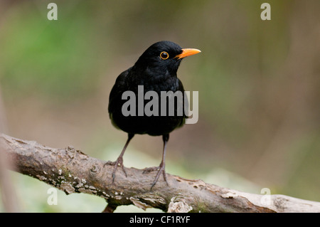 Amsel "Turdus Marula" Songbird Garten Vogel schwarz "Gelb-Schnabel" Glossy flötet Warbling Lied männliche Berry Frucht Insekt Wurm. Stockfoto