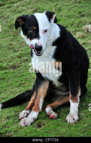 Schwarz, Weiß und tan Border Collie sitzen auf einem Hügel und leckte sich die Lippen auf einem Bauernhof im Lake District, Cumbria, England, Großbritannien Stockfoto