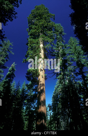 Gigantischen Sequoia Bäumen, Tuolumne Grove, in der Nähe von Kran Flach, Yosemite Valley, Yosemite National Park, Yosemite, National Park, Mariposa County, Kalifornien Stockfoto